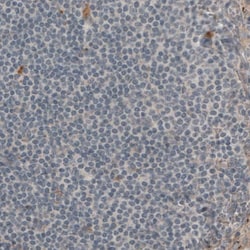 Laminin beta 1 Antibody (CL2970) - Azide and BSA Free, Novus Biologicals