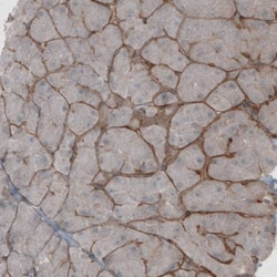 Laminin beta 1 Antibody (CL2970) - Azide and BSA Free, Novus Biologicals