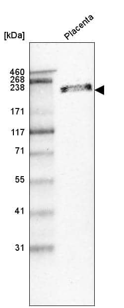 Laminin beta 1 Antibody (CL2970) - Azide and BSA Free, Novus Biologicals