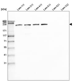 Laminin beta 1 Antibody (CL2970) - Azide and BSA Free, Novus Biologicals