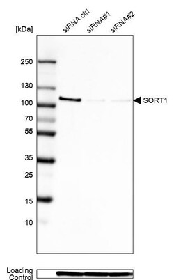 Sortilin Antibody (CL6528) - Azide and BSA Free, Novus Biologicals 100