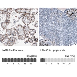 Laminin alpha 5 Antibody (CL3118) - Azide and BSA Free, Novus Biologicals