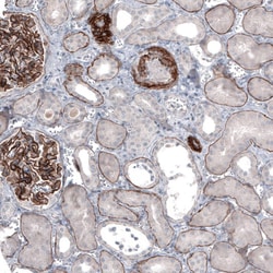 Laminin alpha 5 Antibody (CL3118) - Azide and BSA Free, Novus Biologicals
