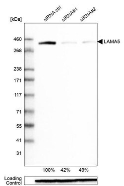 Laminin alpha 5 Antibody (CL3118) - Azide and BSA Free, Novus Biologicals