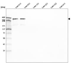 Laminin alpha 5 Antibody (CL3118) - Azide and BSA Free, Novus Biologicals