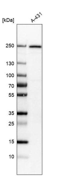 Integrin beta 4/CD104 Antibody (CL6972) - Azide and BSA Free, Novus Biologicals