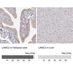 LAMC2 Antibody (CL2980) - Azide and BSA Free, Novus Biologicals 100 ul;