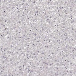 LAMC2 Antibody (CL2980) - Azide and BSA Free, Novus Biologicals 100 ul;