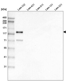 LAMC2 Antibody (CL2980) - Azide and BSA Free, Novus Biologicals 100 ul;