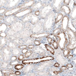 EpCAM/TROP1 Antibody (CL6259) - Azide and BSA Free, Novus Biologicals 100