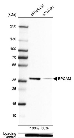 EpCAM/TROP1 Antibody (CL6259) - Azide and BSA Free, Novus Biologicals 100