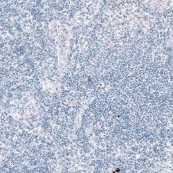 EpCAM/TROP1 Antibody (CL6259) - Azide and BSA Free, Novus Biologicals 100
