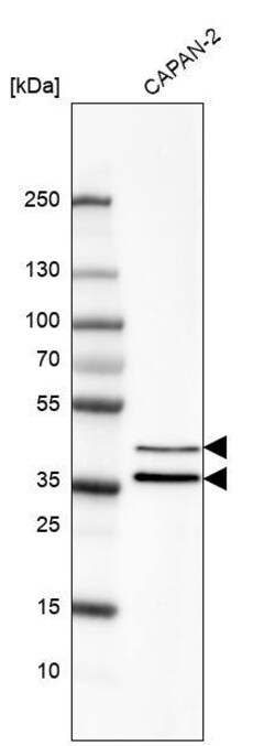 EpCAM/TROP1 Antibody (CL6259) - Azide and BSA Free, Novus Biologicals 100