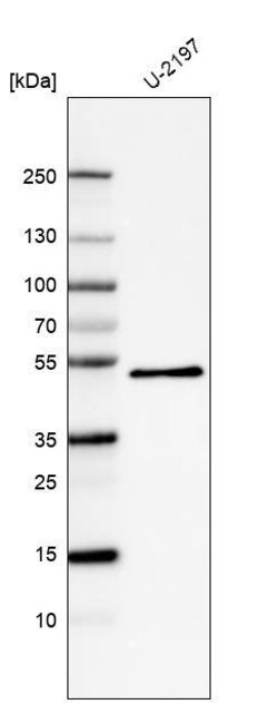 PCPE-1/PCOLCE Antibody (CL6567) - Azide and BSA Free, Novus Biologicals