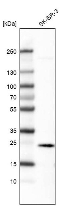 Ephrin-A1 Antibody (CL6501) - Azide and BSA Free, Novus Biologicals 100