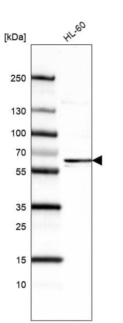 SSEA-1 Antibody (CL6334) - Azide and BSA Free, Novus Biologicals 100 ul;