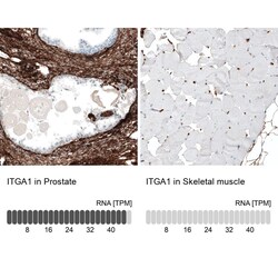Integrin alpha 1/CD49a Antibody (CL7207) - Azide and BSA Free, Novus Biologicals&trade;