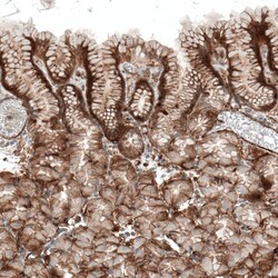 Integrin alpha 1/CD49a Antibody (CL7207) - Azide and BSA Free, Novus Biologicals 100 &mu;L | Buy Online | Novus Biologicals | Fisher Scientific