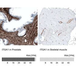 Integrin alpha 1/CD49a Antibody (CL7217) - Azide and BSA Free, Novus Biologicals™