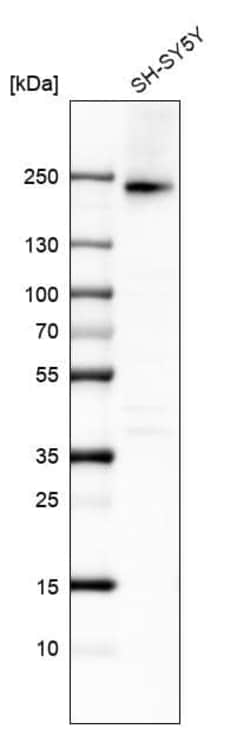 Integrin alpha 1/CD49a Antibody (CL7217) - Azide and BSA Free, Novus Biologicals