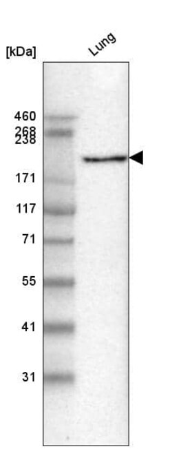 Laminin gamma 1 Antibody (CL3201) - Azide and BSA Free, Novus Biologicals