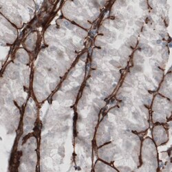 Laminin gamma 1 Antibody (CL3201) - Azide and BSA Free, Novus Biologicals