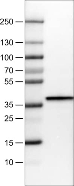 Arginase 1/ARG1/liver Arginase Antibody (CL0186) - Azide and BSA Free,