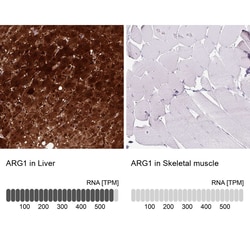 Arginase 1/ARG1/liver Arginase Antibody (CL0186) - Azide and BSA Free,