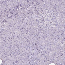 Arginase 1/ARG1/liver Arginase Antibody (CL0186) - Azide and BSA Free,