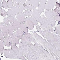 Arginase 1/ARG1/liver Arginase Antibody (CL0186) - Azide and BSA Free,