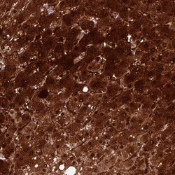 Arginase 1/ARG1/liver Arginase Antibody (CL0186) - Azide and BSA Free,