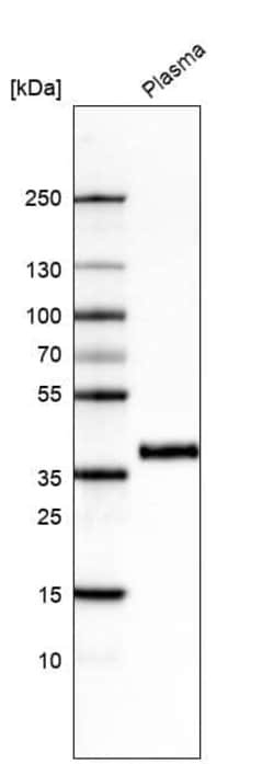 Activin C/Inhibin beta C Antibody (CL6916) - Azide and BSA Free, Novus