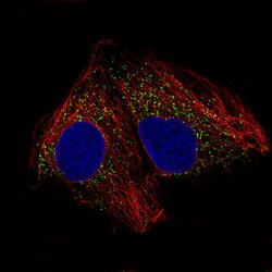 ACAA1 Antibody (CL2650) - Azide and BSA Free, Novus Biologicals 100 ul;
