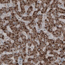 ACAA1 Antibody (CL2650) - Azide and BSA Free, Novus Biologicals 100 ul;