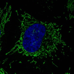 CS Citrate Synthase Antibody (CL2545) - Azide and BSA Free, Novus Biologicals