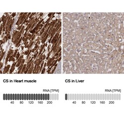 CS Citrate Synthase Antibody (CL2548) - Azide and BSA Free, Novus Biologicals