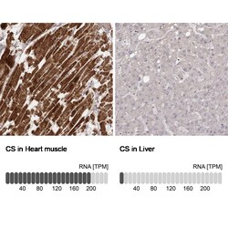 CS Citrate Synthase Antibody (CL2553) - Azide and BSA Free, Novus Biologicals