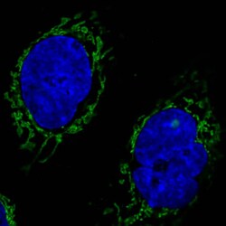 CS Citrate Synthase Antibody (CL2579) - Azide and BSA Free, Novus Biologicals 100 &mu;L | Buy Online | Novus Biologicals | Fisher Scientific