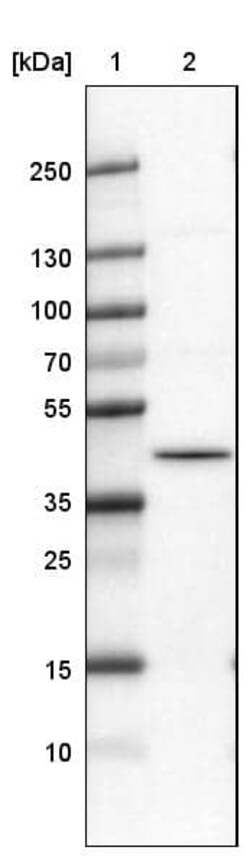 hnRNP C1 + C2 Antibody (CL2596) - Azide and BSA Free, Novus Biologicals