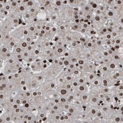 hnRNP C1 + C2 Antibody (CL2596) - Azide and BSA Free, Novus Biologicals
