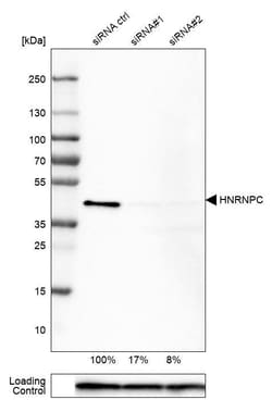hnRNP C1 + C2 Antibody (CL2596) - Azide and BSA Free, Novus Biologicals