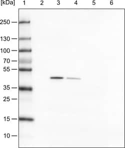 TUFM Antibody (CL2242) - Azide and BSA Free, Novus Biologicals 100 ul;