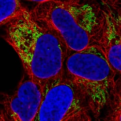 TUFM Antibody (CL2242) - Azide and BSA Free, Novus Biologicals 100 ul;