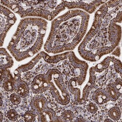TUFM Antibody (CL2242) - Azide and BSA Free, Novus Biologicals 100 ul;