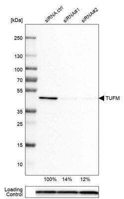 TUFM Antibody (CL2242) - Azide and BSA Free, Novus Biologicals 100 ul;