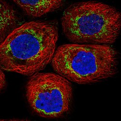 TUFM Antibody (CL2243) - Azide and BSA Free, Novus Biologicals 100 ul;