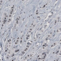 NOP56 Antibody (CL2603) - Azide and BSA Free, Novus Biologicals 100 ul;
