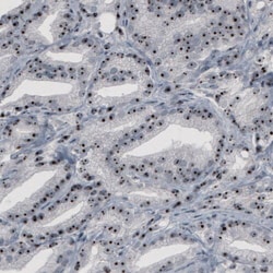 NOP56 Antibody (CL2603) - Azide and BSA Free, Novus Biologicals 100 ul;