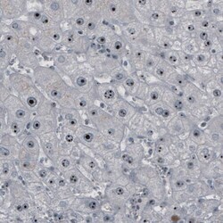 NOP56 Antibody (CL2603) - Azide and BSA Free, Novus Biologicals 100 ul;