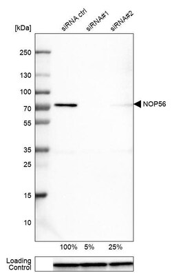 NOP56 Antibody (CL2603) - Azide and BSA Free, Novus Biologicals 100 ul;
